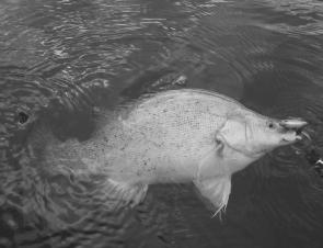 Another fat Blowering golden fooled by a champagne tiger coloured Jackall. This fish was one of seven caught and released in a small bay in only a couple of hours.